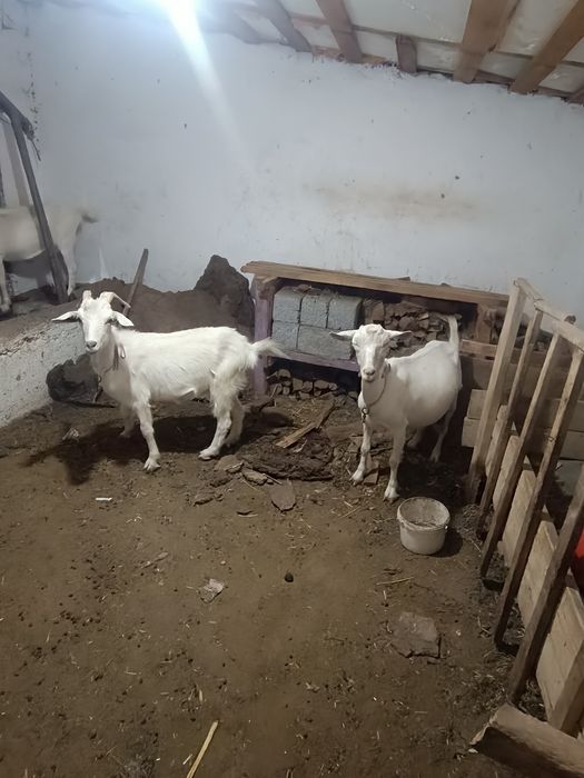 Салынды ешкі лағымен