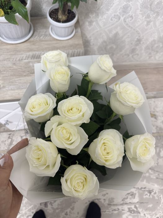 голландский роза