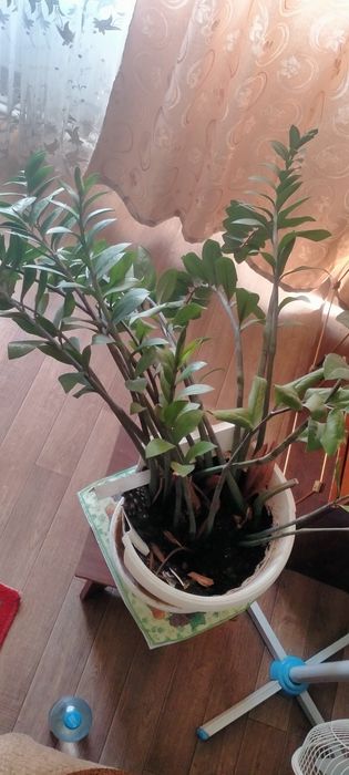 Продам денежное дерево