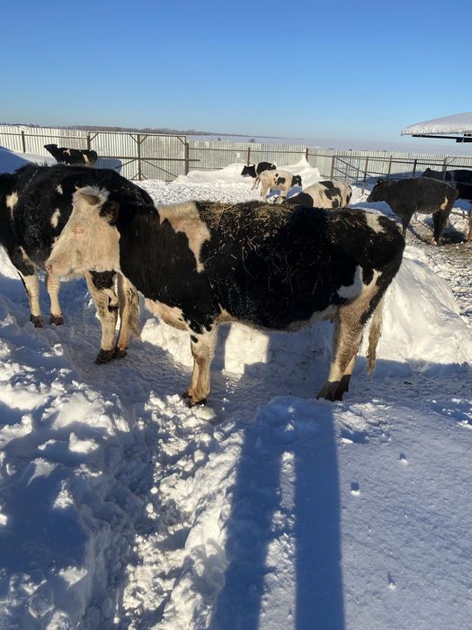 Россия дан Кора Ола 4-5-6 ойлик бугоз Гуножинлар 2 ёшарликлар