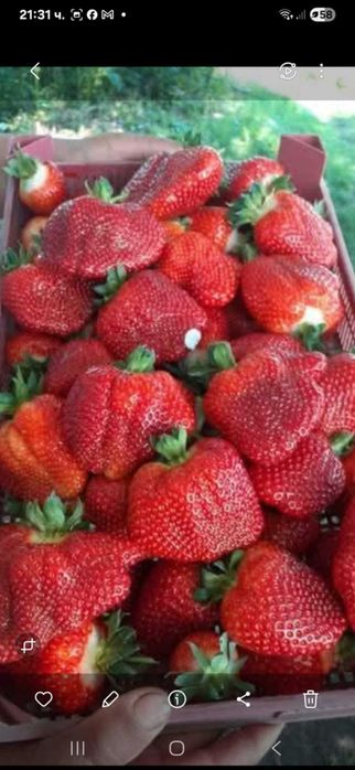 Продавамрасад ягоди и малини