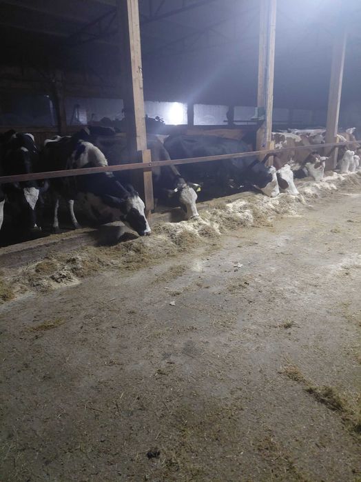 Vand 15 vaci cu lapte se vand doar ampreuna nu cu bucata