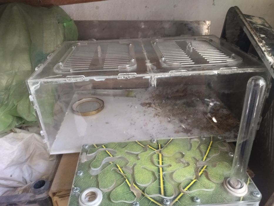 Муравьиная ферма