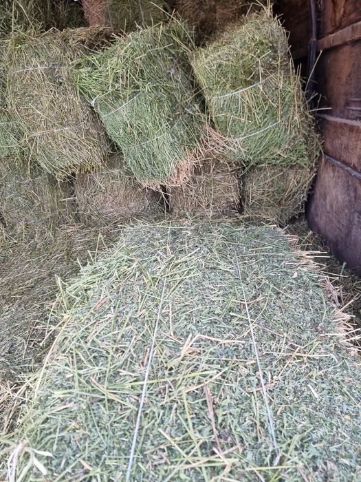 Сено клевер 3 покос