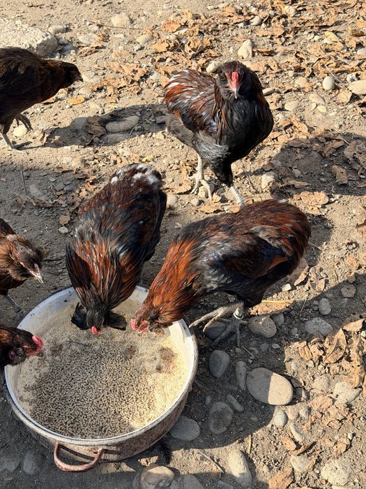 Araucana Potarnichiu Cocosi