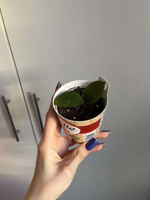 Черенки Хойя Чоук /Чуки