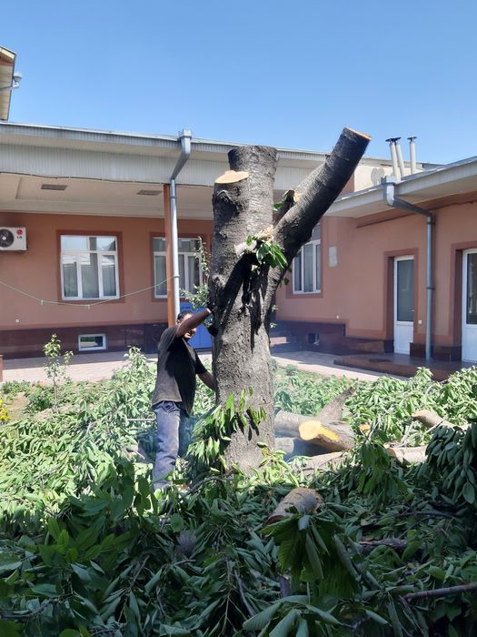 Benzopila xizmati daraxt kesish arralash