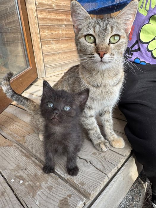 Котята  бесплатно