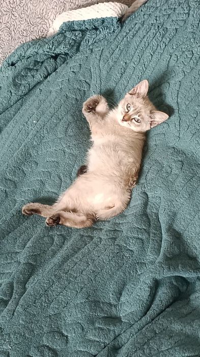 Отдам двух кошечек