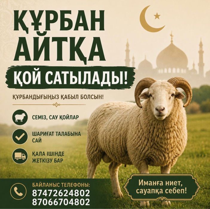 Курбан айтка койлар бар семиз