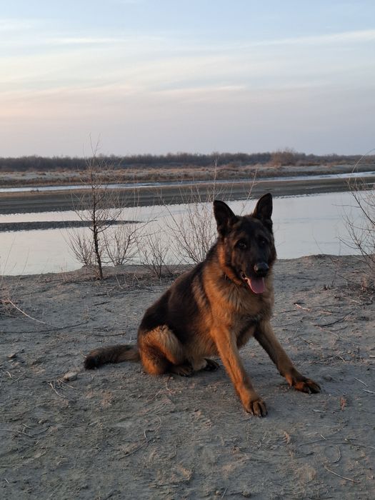 Немецкая овчарка