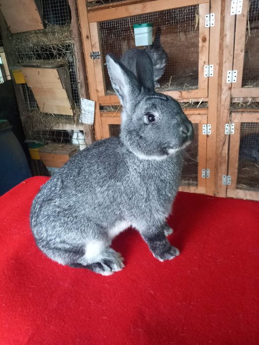 Iepuri de toate vârstele