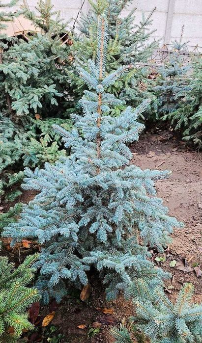 Дешево! ель голубая арча голубой ел archa goluboy yel el ели Ель Ели