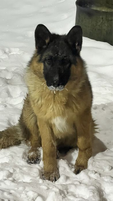 Продам щенка немецкой овчарки