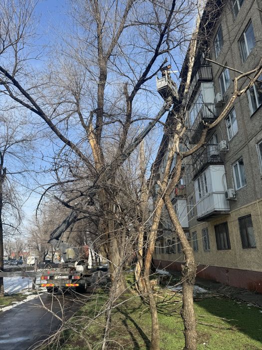 Спил деревьев, агаш кесу