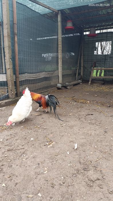 Vand cocos Phoenix și Cochin  pitic