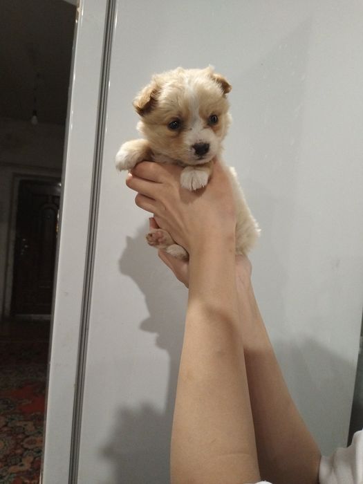 Микро-щенок девочка!