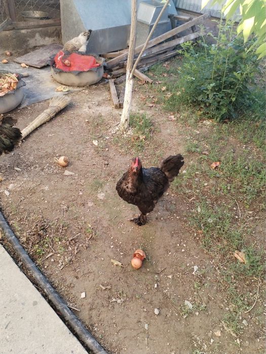Продаются курицы домашние