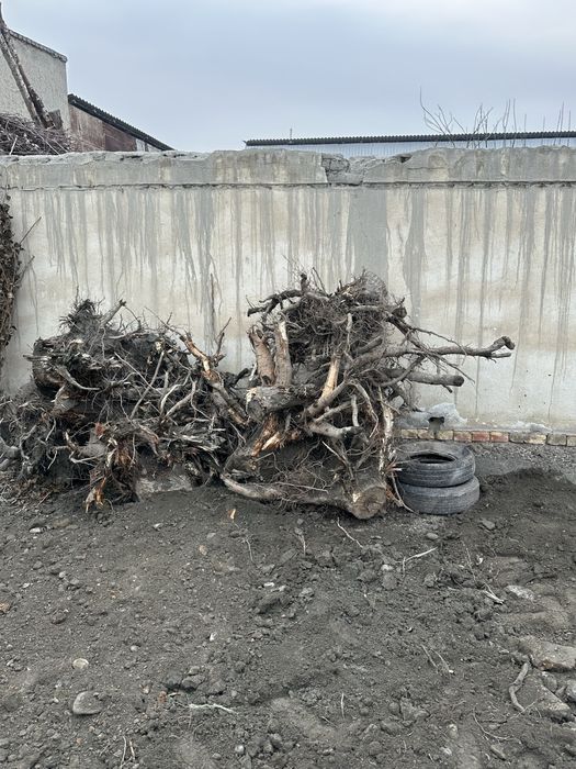 Utin arzon narxda bervoriladi