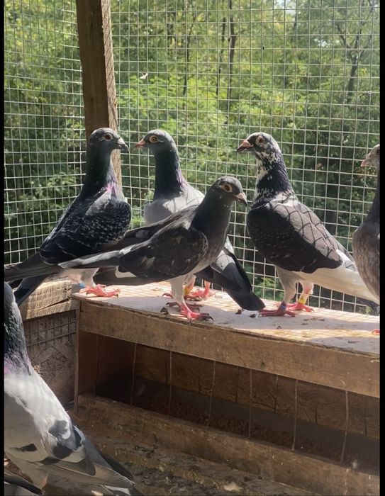 Vand porumbei voiajori