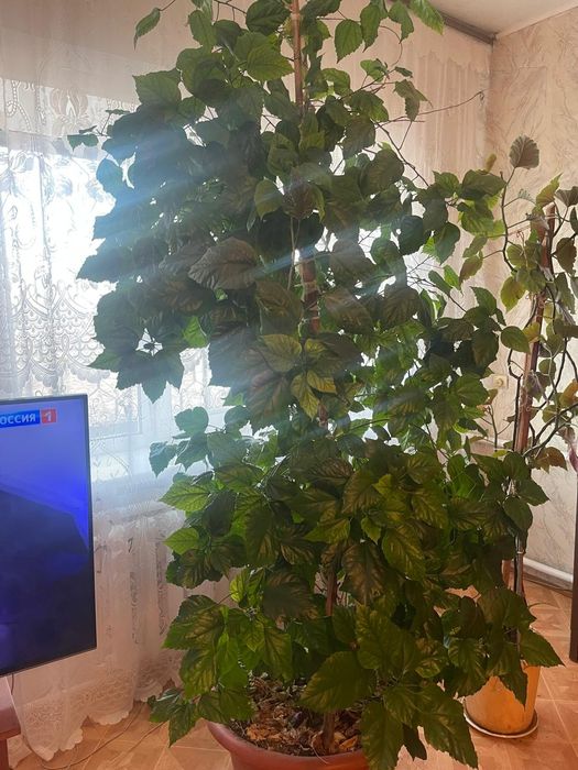 Роза,дереву 10 лет.