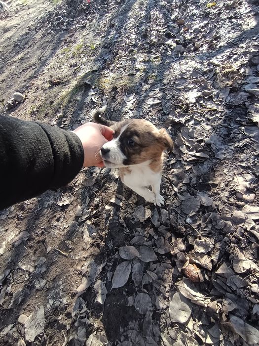 GRATIS 5 Cățelușe talie mica-medie adoptie