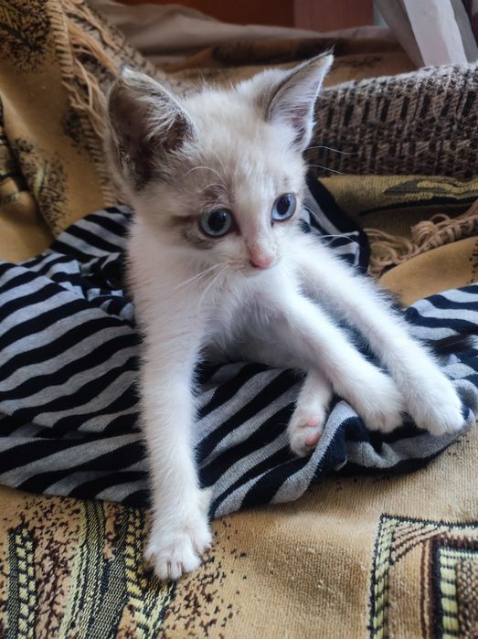 Котёнок девочка 2,5 месяца