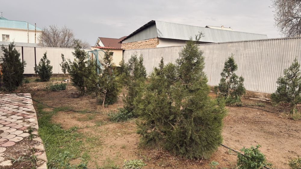 Туи, хвойные деревья,  высота 2 метра с комом