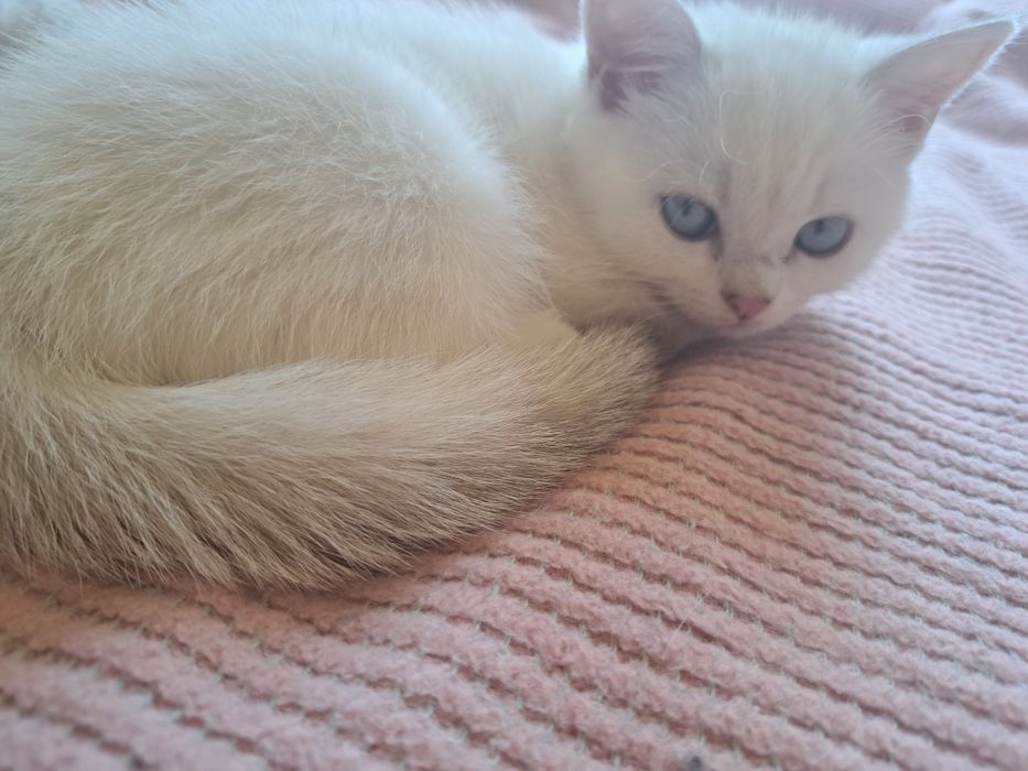 Шотландско мъжко котенце