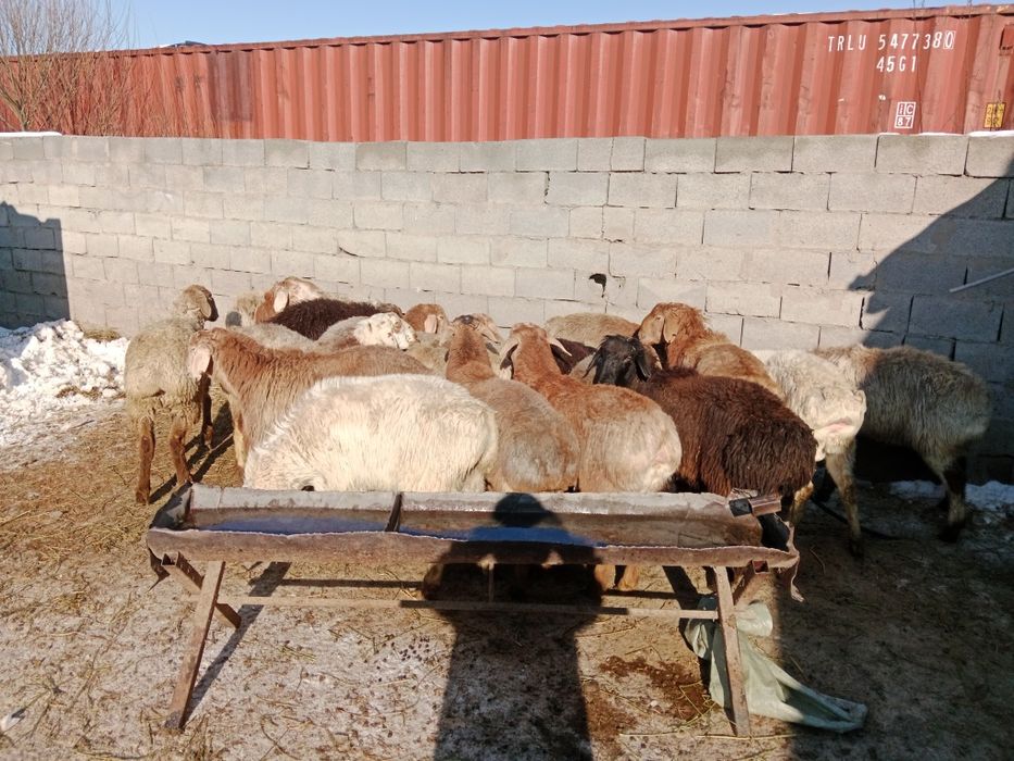 Кой сатылады Продаю баран