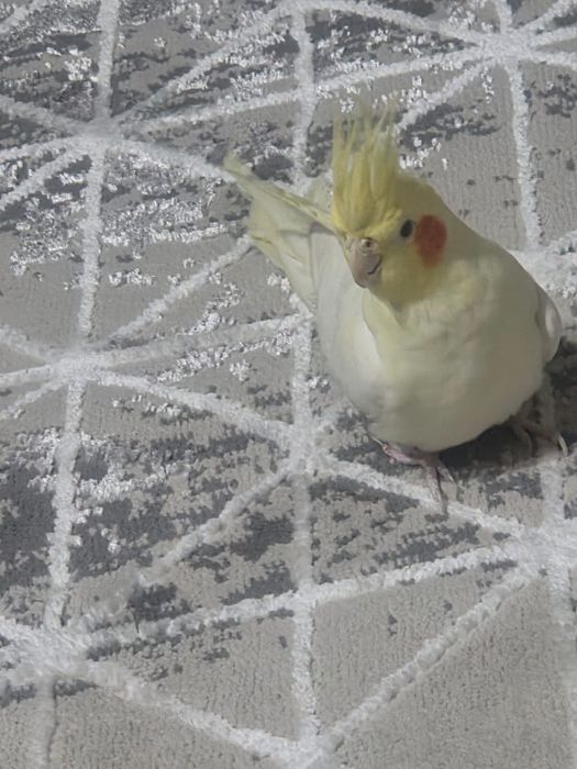 Продается Попугай Корелла