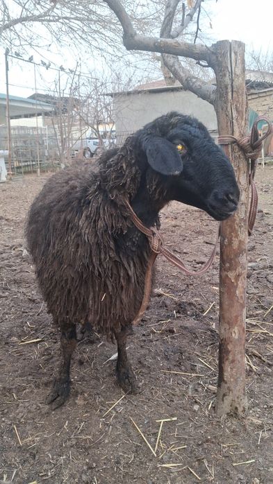 Bugʻoz Quy Sotiladi