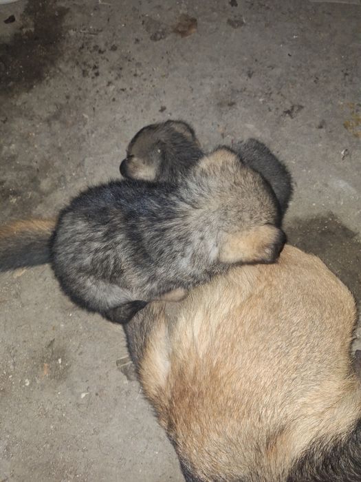 Немецкая овчарка 1 айлық