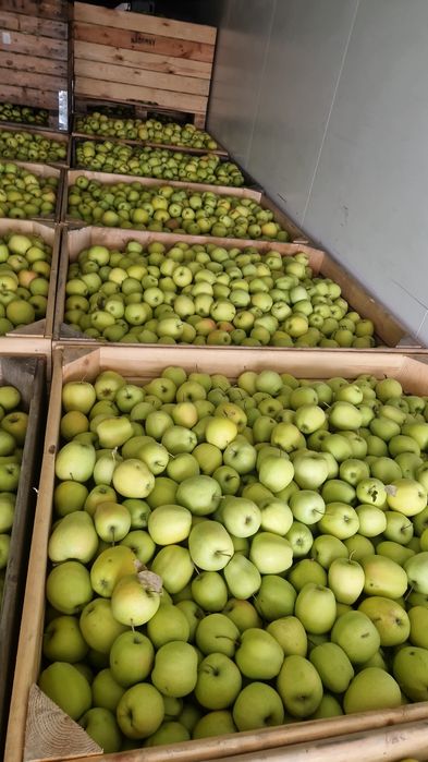 Mere polonia superr calitate