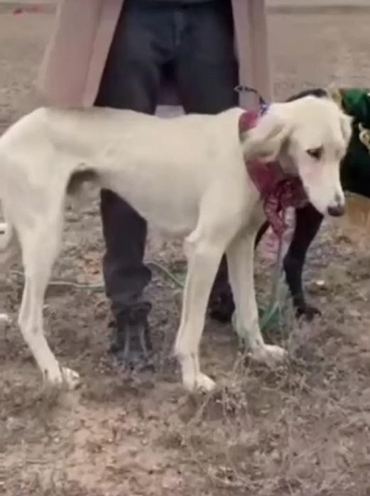 Продаю щенков тазы