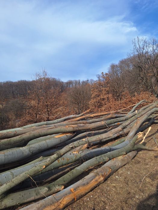 SC PAULA SILVA SRL vinde lemn de foc diverse specii