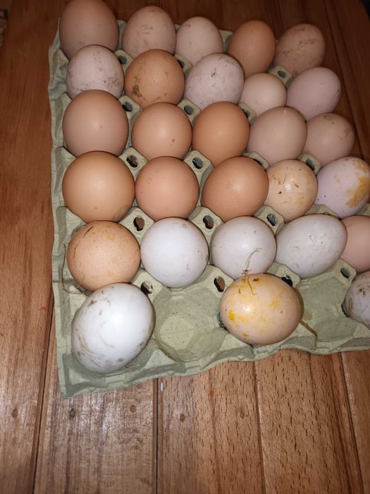Oua de gaina si rata de vanzare