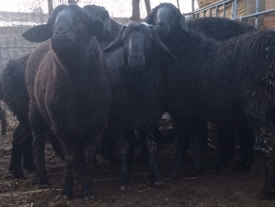 Тоқты қошқарлар сатылады