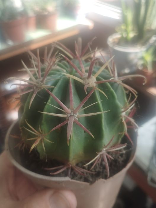 Суккуленты , Кактусы продаю