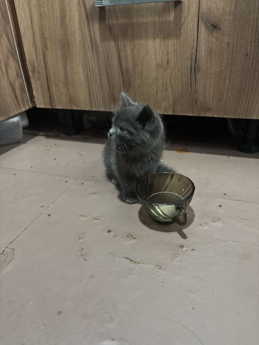 Котенок ишет дом