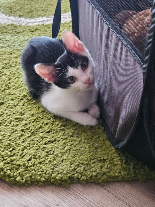 Pisoias super dragalas pentru adoptie