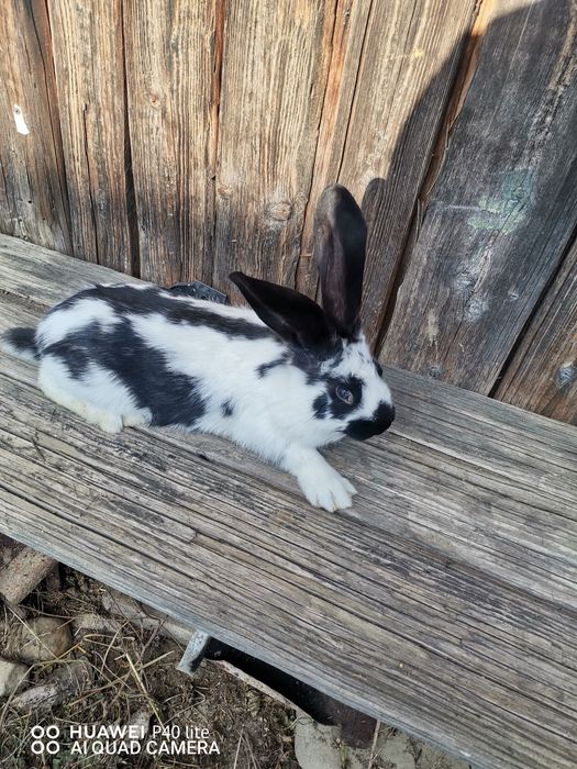 Iepuri fluture şi uriaş de Transilvania