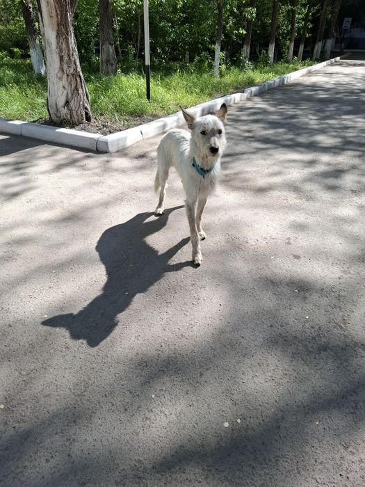 Помощь животным.