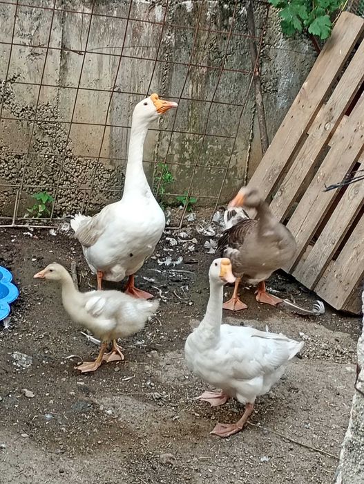 продавам млади гъски
