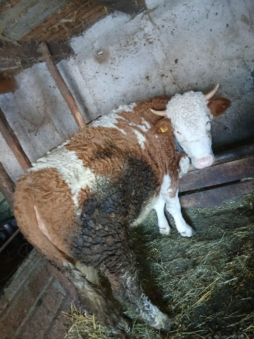 Vând junincă baltata