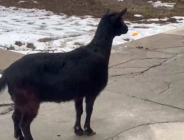 Коза Ешкі Коза Ешкі