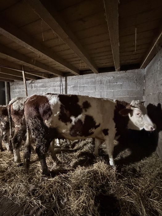 De vanzare 2 juninci