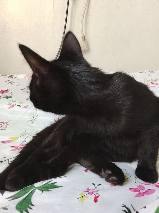 Котенок игривый, домашний