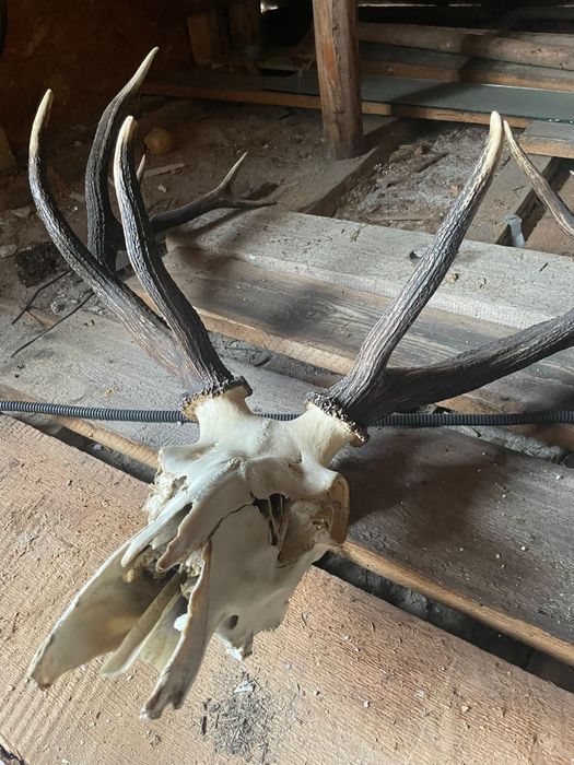 Trofeu de cerb carpatin – cu craniu inclus