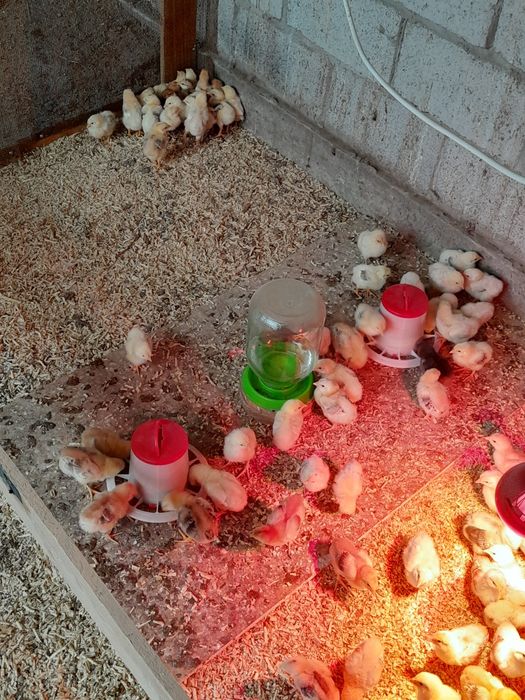 Цыплята недельные